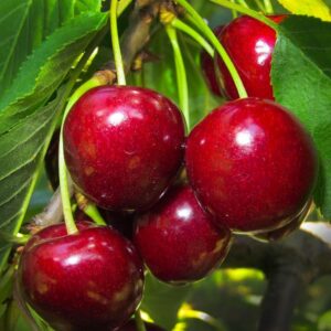 Cerisier Burlat